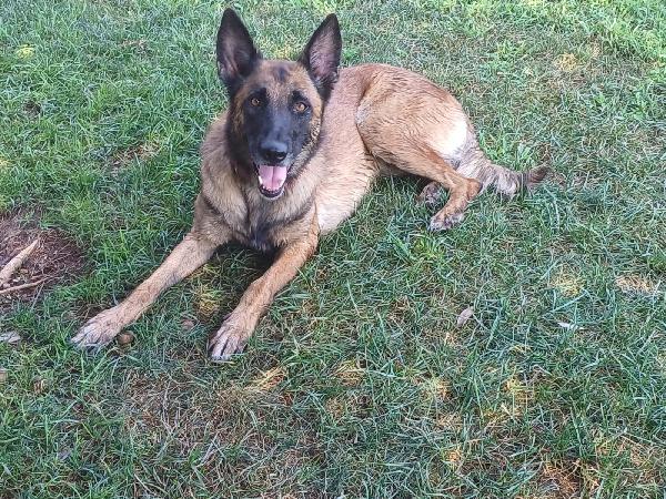 LAIKA, Pastore Belga Malinois, cerca casa Foto 6